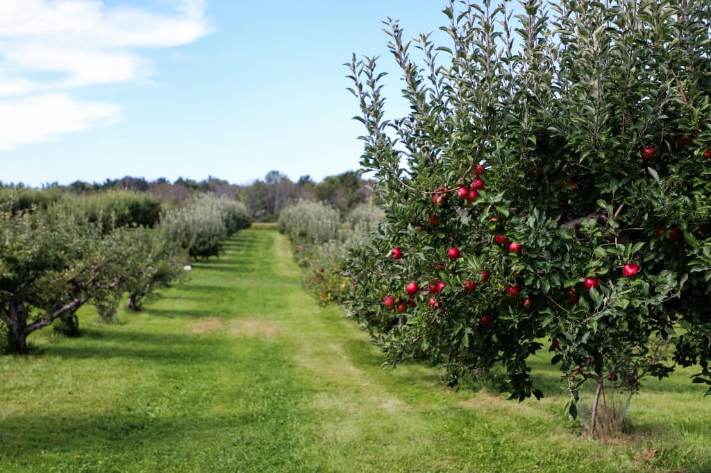 Apple orchard rows at harvest