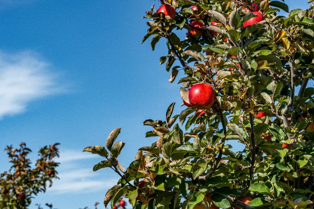 Ripe red apples hanging on a tree branch against a blue sky
