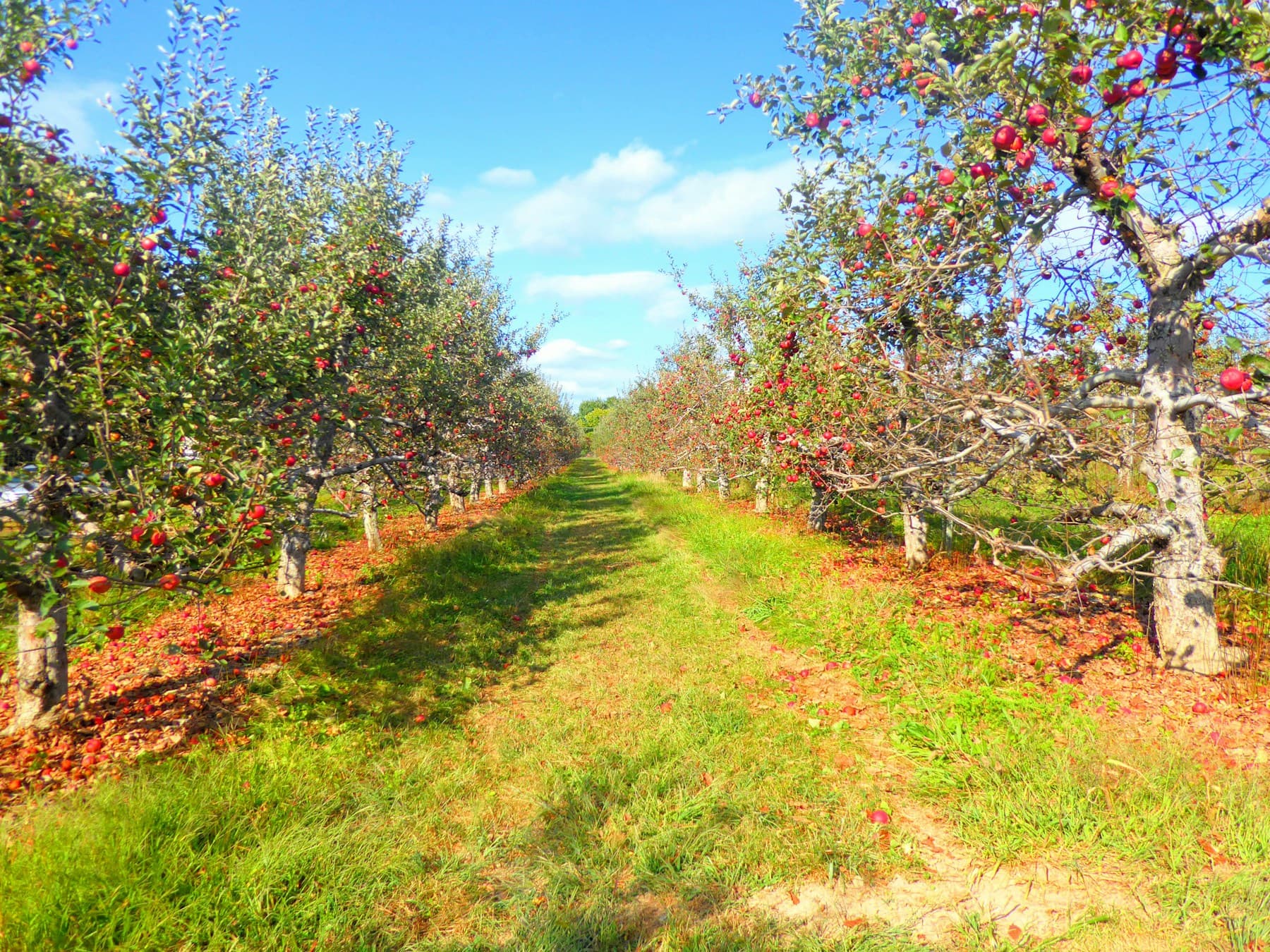 Rows of apple trees heavy with ripe red fruit in a sunlit orchard